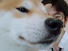-南京Hallo宠物乐园·哈罗犬舍·柴犬繁育基地