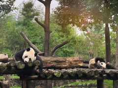 -都江堰中华大熊猫苑