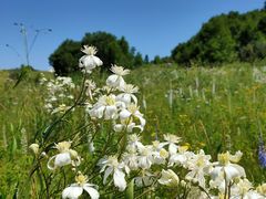 -塞罕坝国家级自然保护区