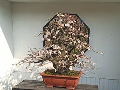 -香雪海