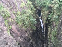 -天目山大树王景区