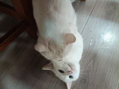 -王学胜肉饼