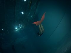 -上海潜殿潜水中心