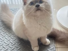 -珠海悠米米努特矮脚猫舍