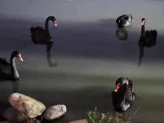 -上海野生动物园