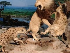 -国家自然博物馆