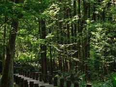 -桤木河湿地公园