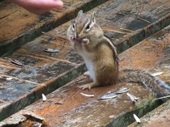 -五营红松林海景区