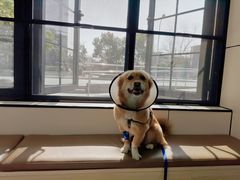 -凯瑞希宠物医院·狂犬免疫·微创·皮肤科