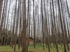 -东平国家森林公园