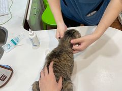 -瑞派动物医院·绝育·犬猫全科·预防医学(光景江南中店)