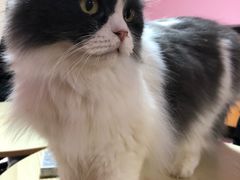 -李小姐の猫咖啡馆(五角场店)