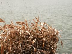 -绍兴镜湖国家城市湿地公园