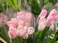 -循礼门鲜花花市(武汉循礼门店)