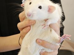 -青石桥花鸟鱼虫市场(叠翠城店)