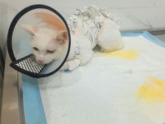 -伟伟宠物医院·CT影像中心·瑞派犬猫综合性门诊(汉口总院)