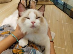 -momokira米努特·德文卷毛猫·棉花面纱犬