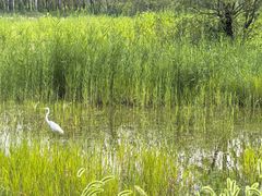 -野鸭湖国家湿地公园
