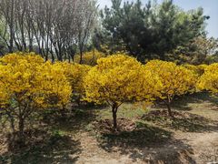 -东升八家郊野公园