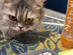 -平行世界·猫咖(首经贸店)