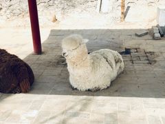 -北京鹿世界主题园
