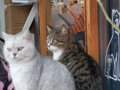 -喵屿·大理花园猫咖