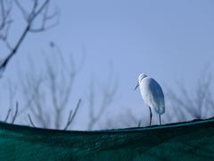 -盐城丹顶鹤湿地生态旅游区