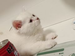 -欣宠猫屋·矮脚拿破仑·蓝金金渐层