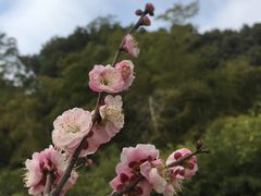 -苏州上方山国家森林公园
