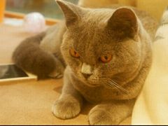 -猫和宫(六道口店)