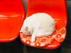 -猫咪博物馆(顶澳仔猫街店)