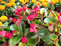 -上海市第一医药商店(南京东路店)