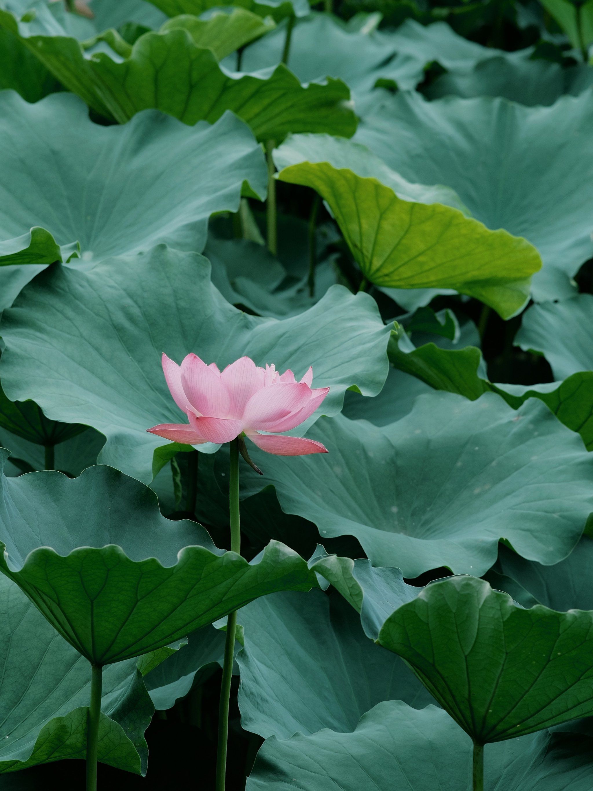 今年的荷花开得真好