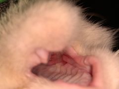 -北京赛佳动物医院