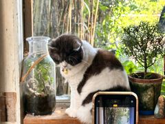 -海边的猫和咖啡馆