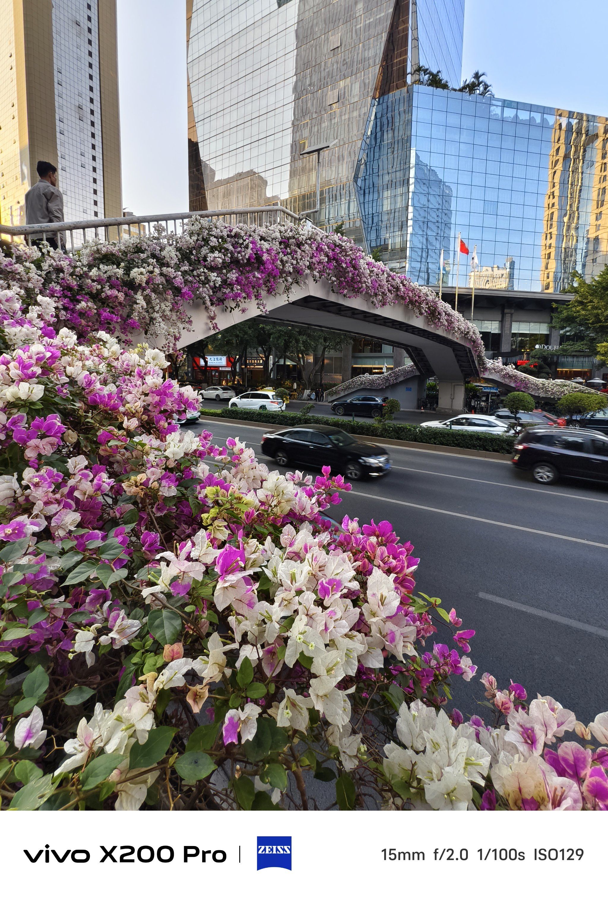 2.24实拍东风中路天桥上的粉白三角梅?