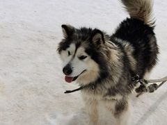 -长白山万达国际滑雪场