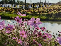 -花开海上生态园