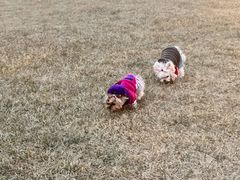 -百好乐宠物友好餐厅(朝外大街店)