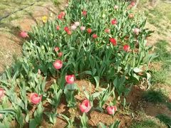 -洛阳郁金香牡丹园