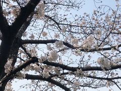 -嘉定紫藤园