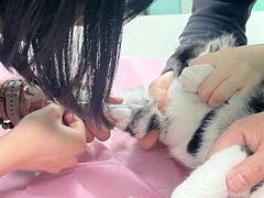 -北京观赏动物医院·24小时大型综合·猫专科·异宠专科
