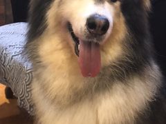 -more than meow吴止猫主题餐厅(承德 中船汇店)