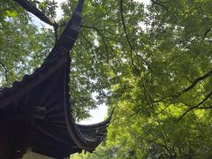 -十八棵（老龙井）御茶园(老龙井店)