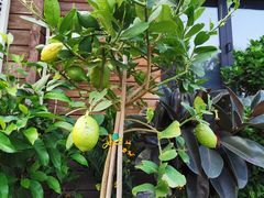 -国家植物园南园