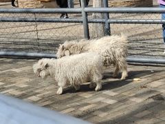 -长白岛森林公园