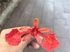 -九龙公园
