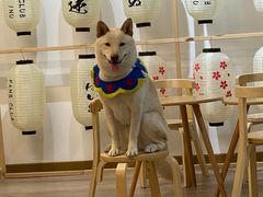 -柴迷FANS CLUB·柴犬狗咖·猫咖