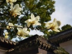 -上海醉白池公园