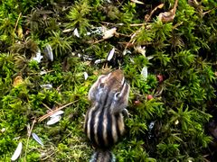 -五营红松林海景区